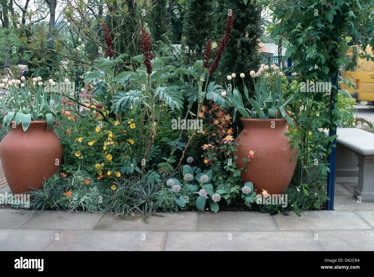 Tulips in tall terracotta pots in mediterranean garden border with Allium 'Karataviense' and Ricinus Stock Photo