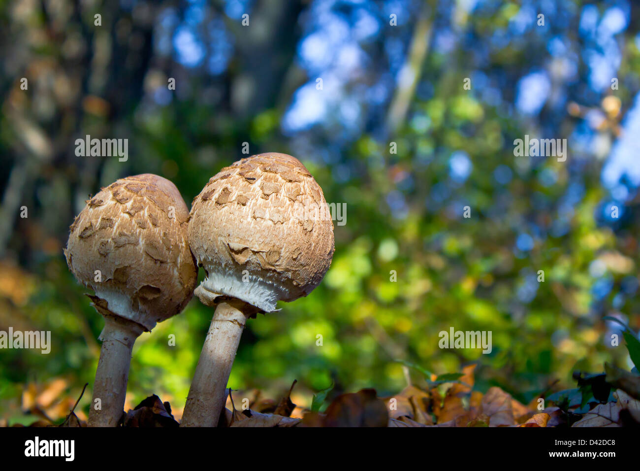 Pair of young closed parasol mushrooms in natural forest environment - Macrolepiota procera Stock Photo