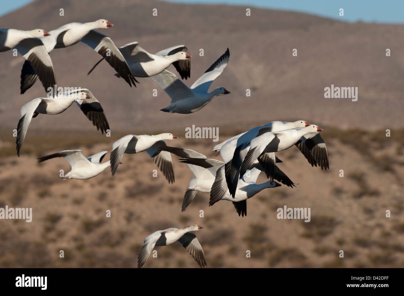 Snow Geese, Bosque del Apache, New Mexico, Geese, Goose, Snow Goose