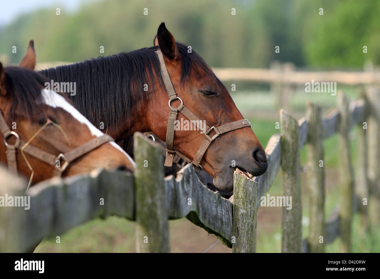 Görlsdorf, Germany, horse gnawing on a wooden fence Stock Photo