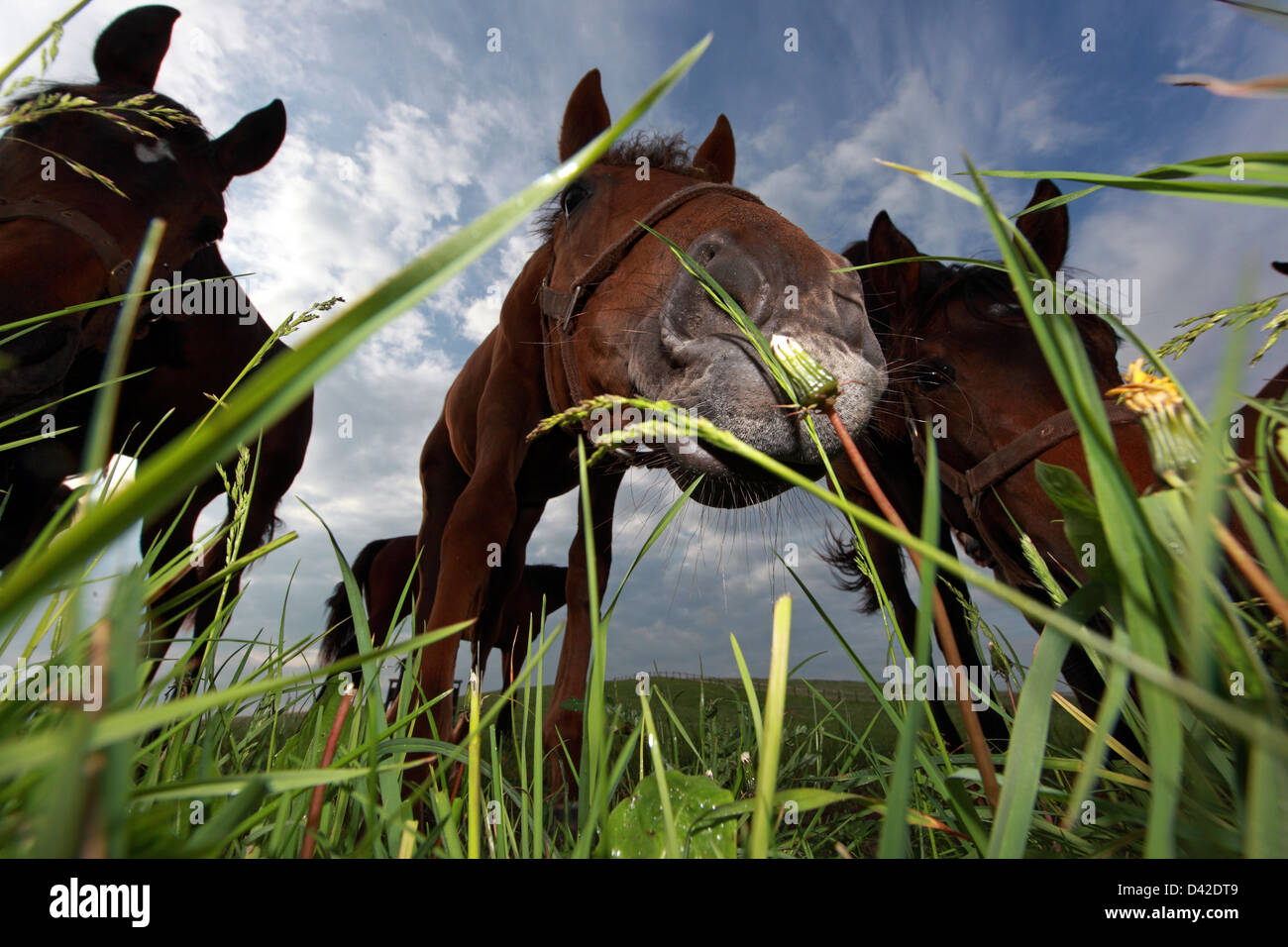 Görlsdorf, Germany, horses grazing in pasture Stock Photo