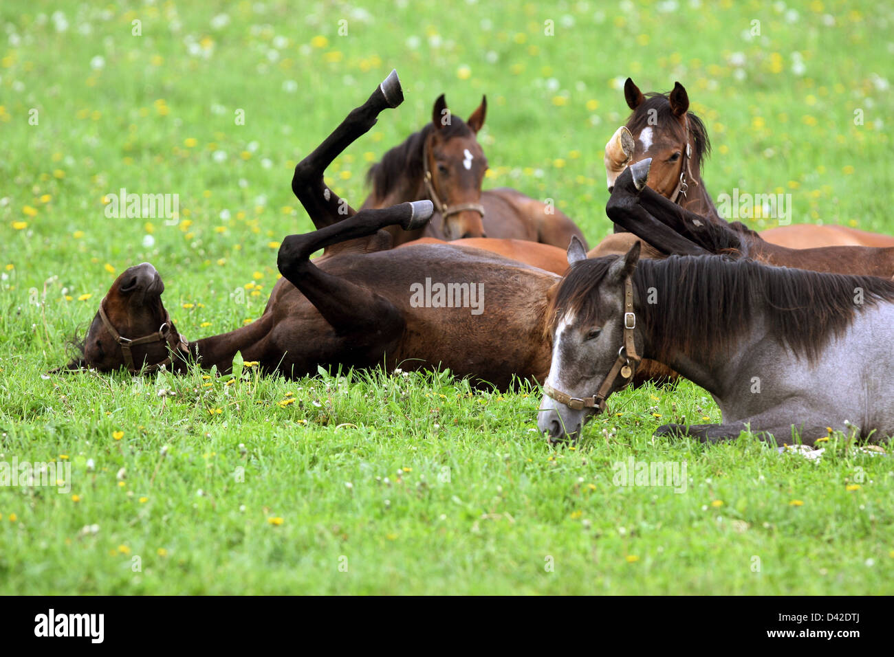 Görlsdorf, Germany, horse writhes on the pasture Stock Photo