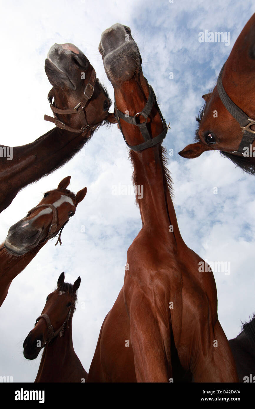 Görlsdorf, Germany, horses from the frog perspective in portrait Stock Photo