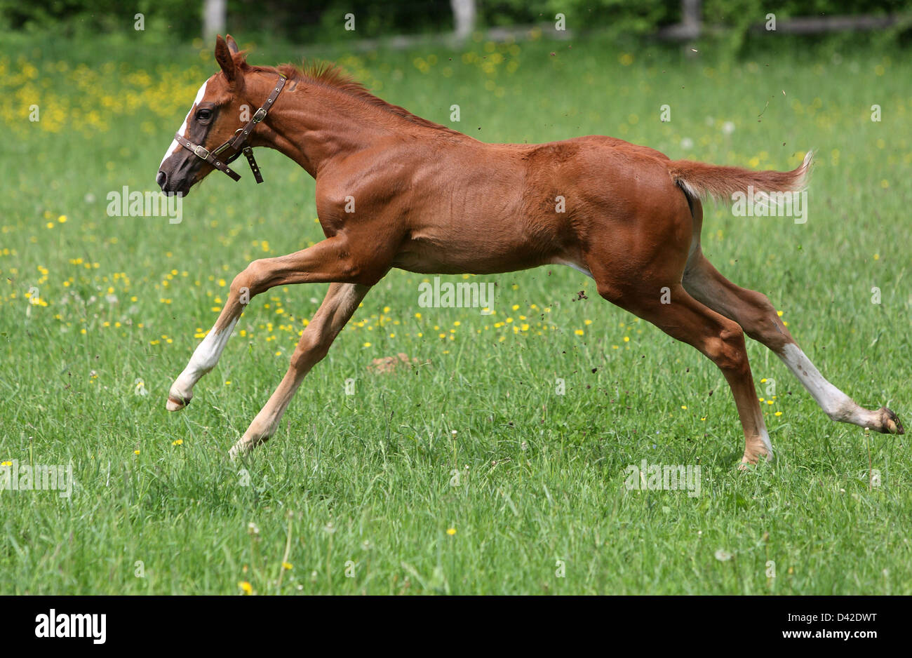 Görlsdorf, Germany, foal gallop on pasture Stock Photo