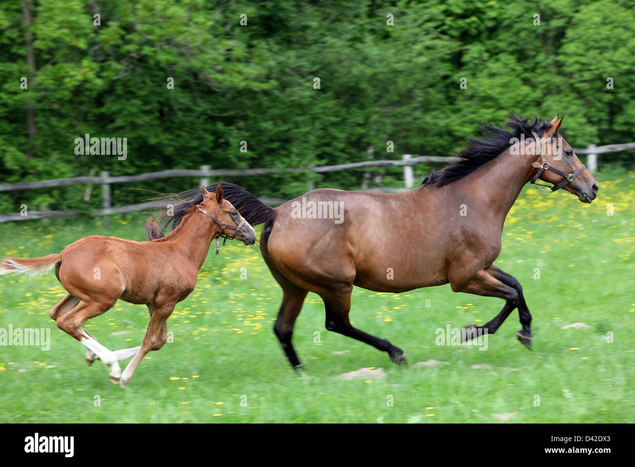Görlsdorf, Germany, mare and foal galloping in the pasture Stock Photo