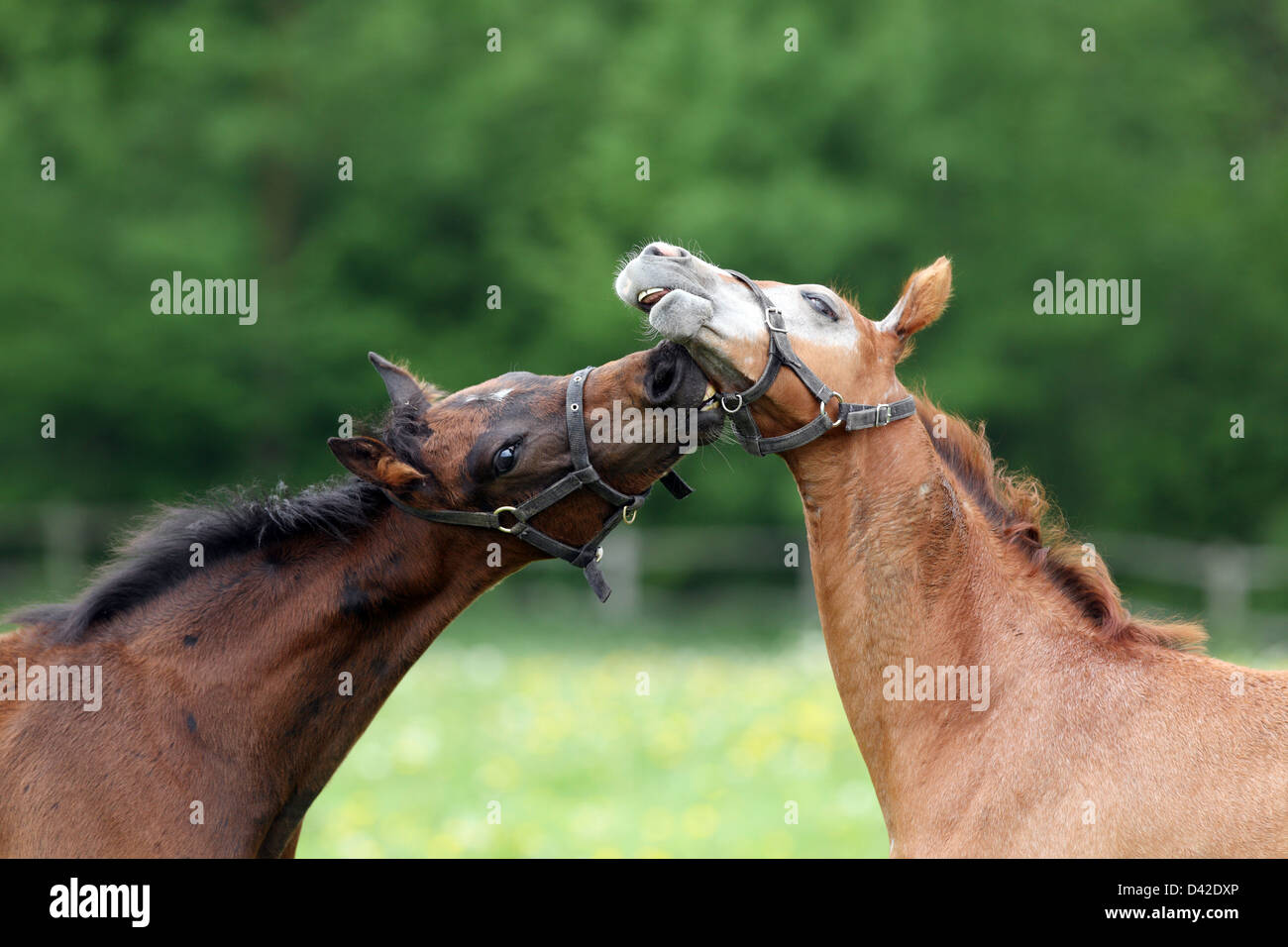 Görlsdorf, Germany, foal biting his fellows Stock Photo