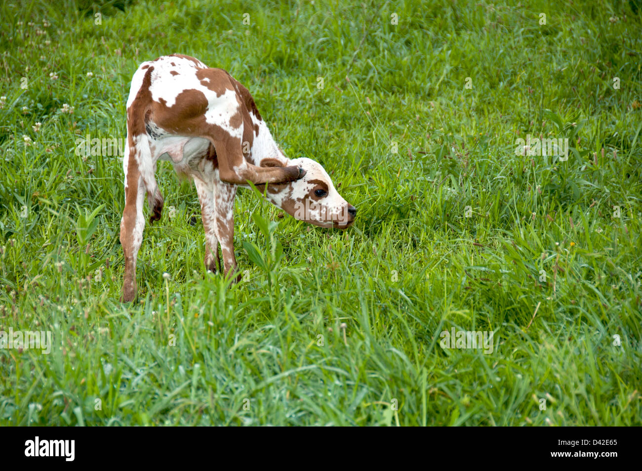 Nguni calf scratching its ear Stock Photo
