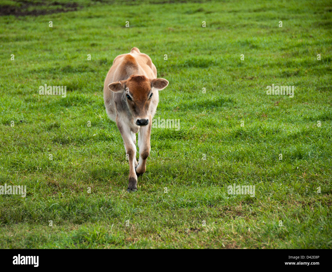Nguni calf walking toward you Stock Photo