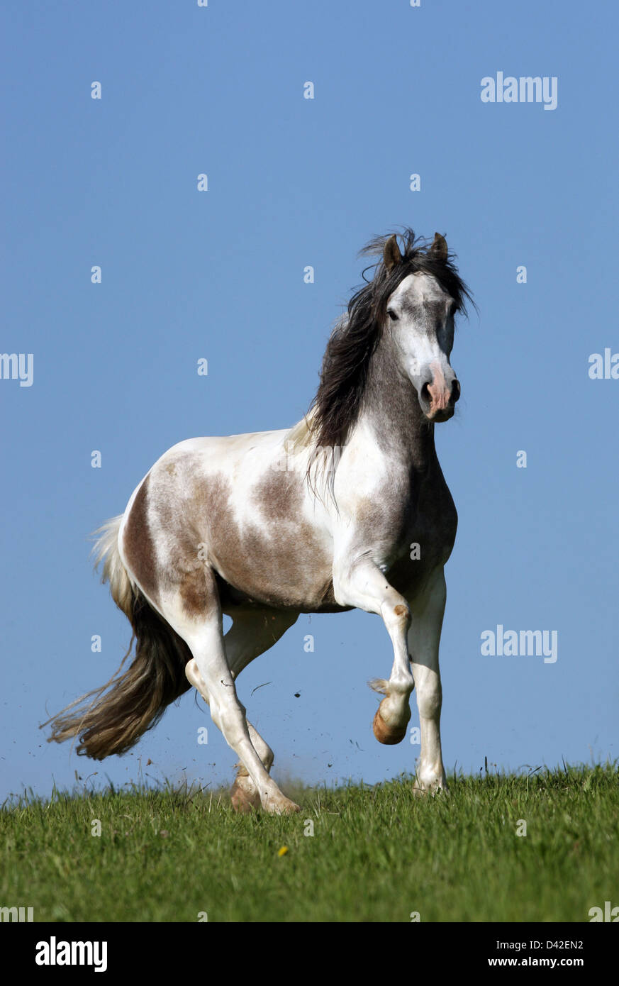 Oberoderwitz, Germany, Andalusian trot on pasture Stock Photo