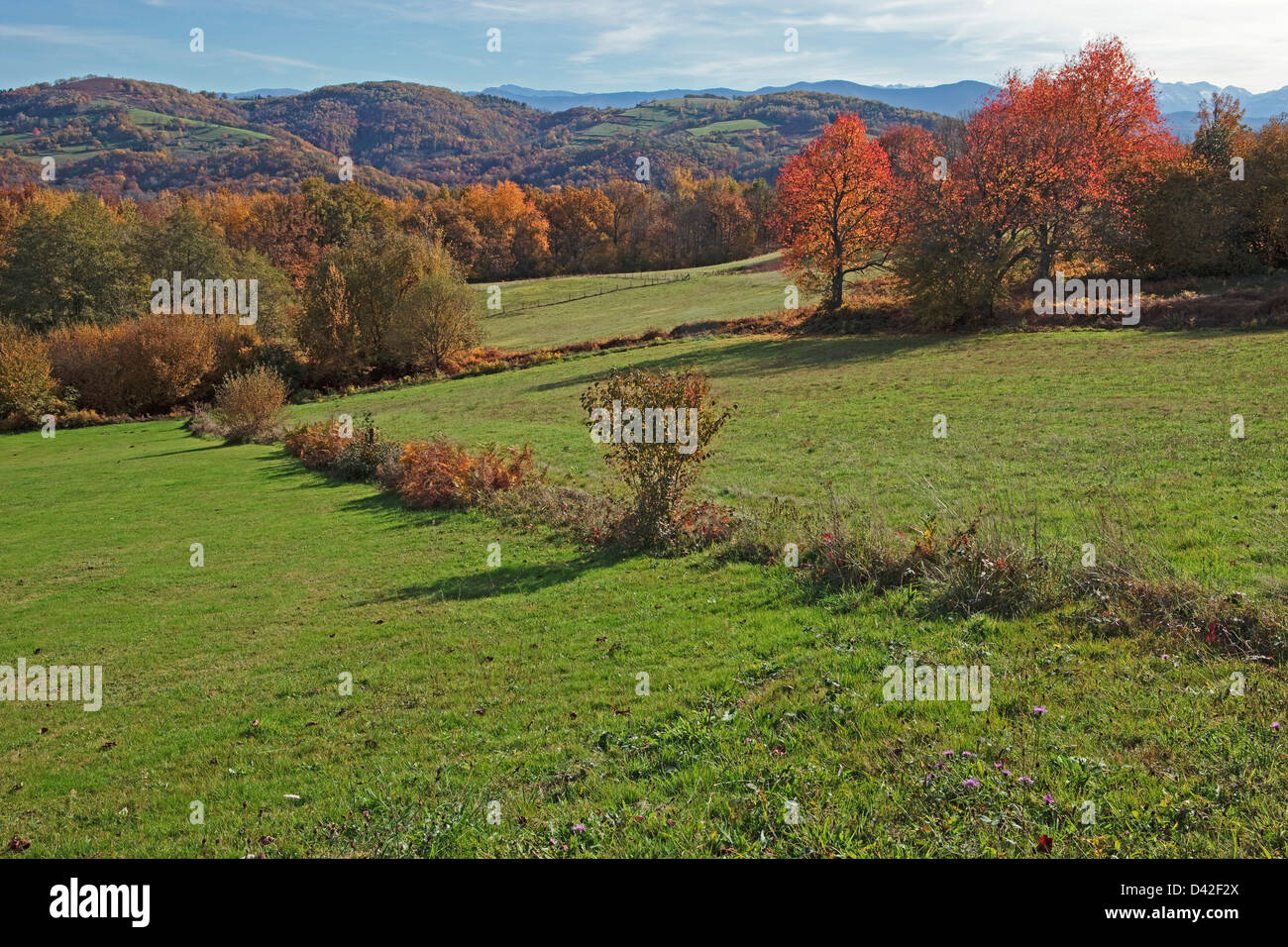 France,Ariege, campaign in Couserans in autumn, red cherry tree Stock Photo