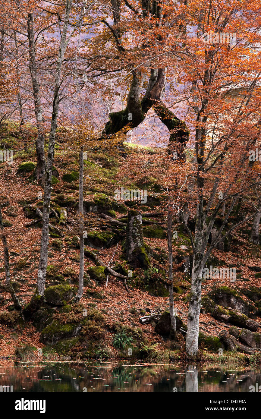Indian beech tree hi-res stock photography and images - Alamy