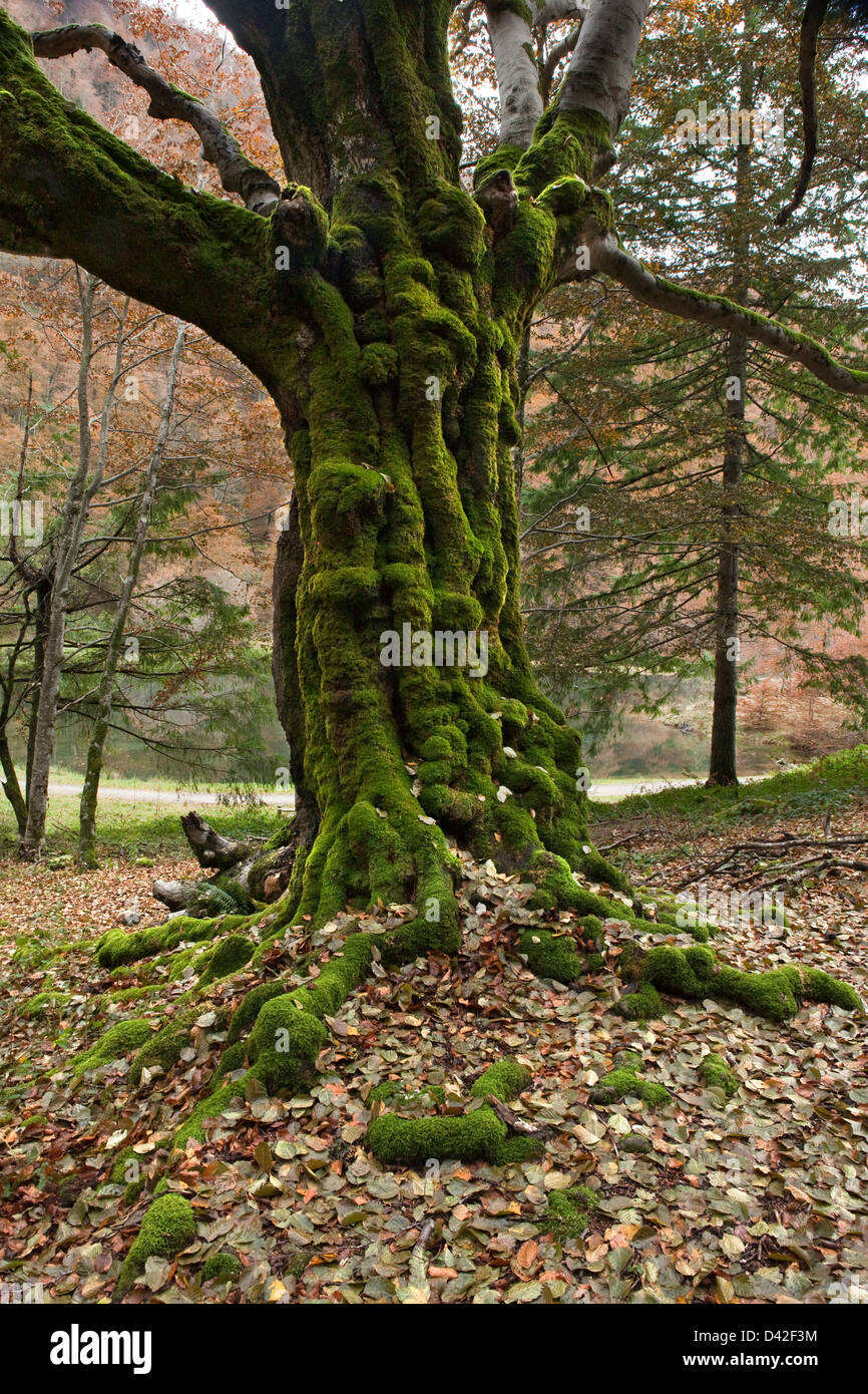 Indian beech tree hi-res stock photography and images - Alamy