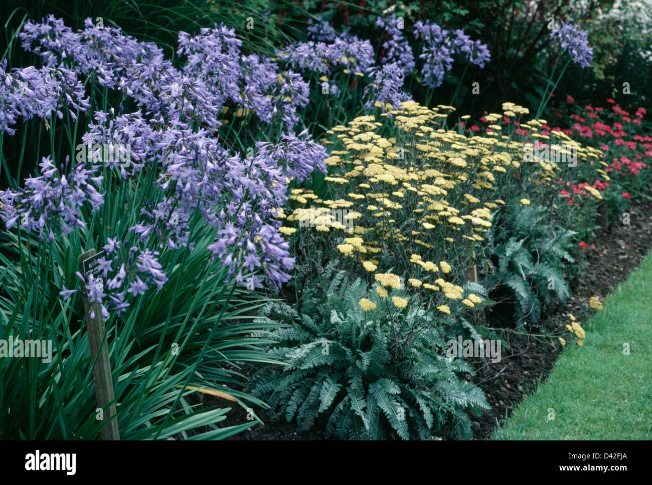Blue Agapanthus and yellow Achillea filipendula 'Moonshine' in summer garden border Stock Photo