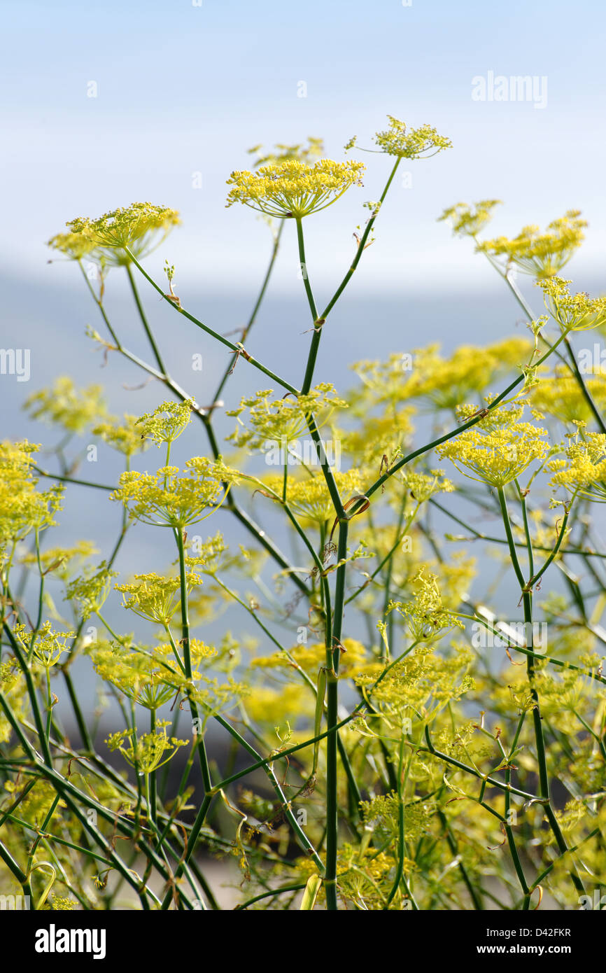 Wild fennel in flower Stock Photo 54145947 Alamy