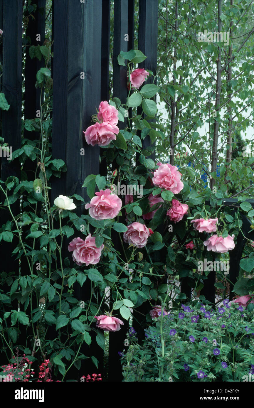 Close up of Rosa 'Mme Gregoire Staechlin' on wooden fence Stock Photo