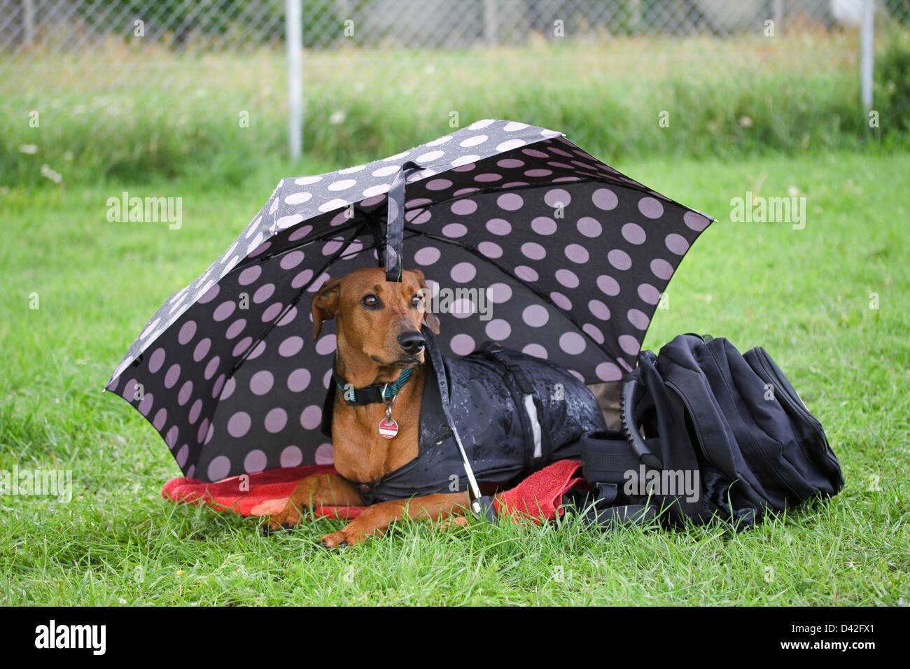 Berlin, Germany, German Pinscher under an umbrella Stock Photo