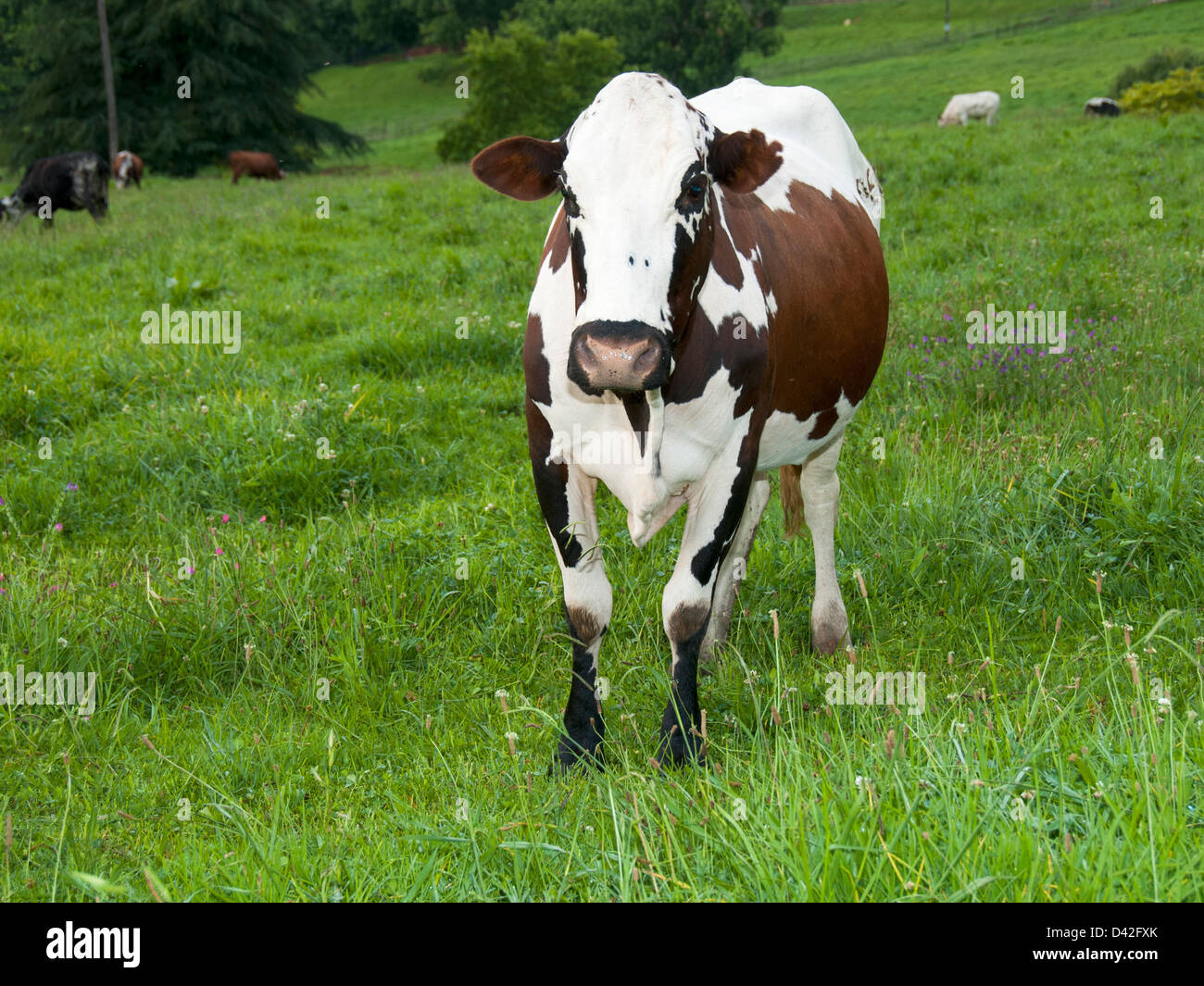 Nguni cow looking at you Stock Photo