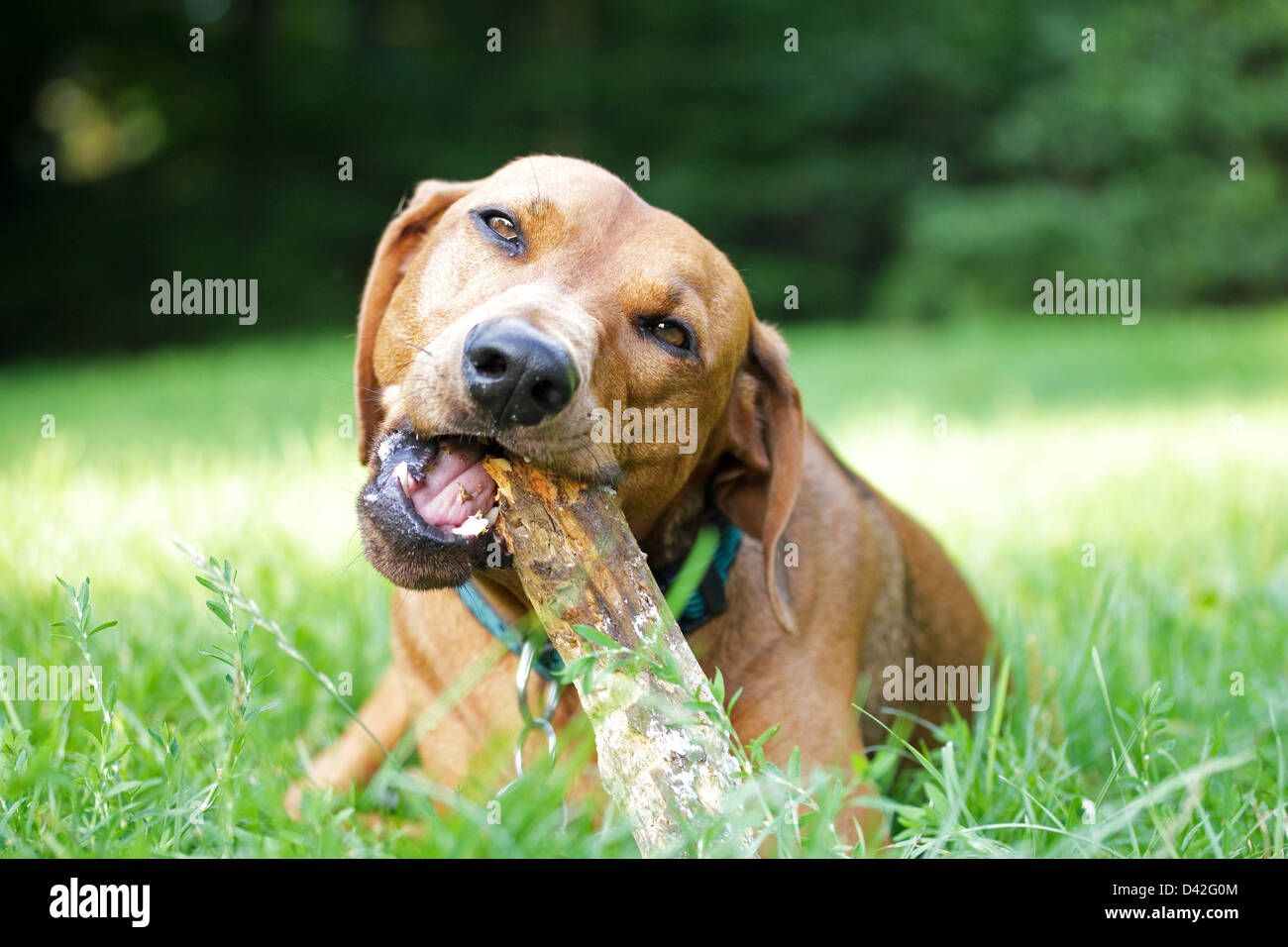 Berlin, Germany, a German Pinscher lying on a lawn and chews on a stick Stock Photo