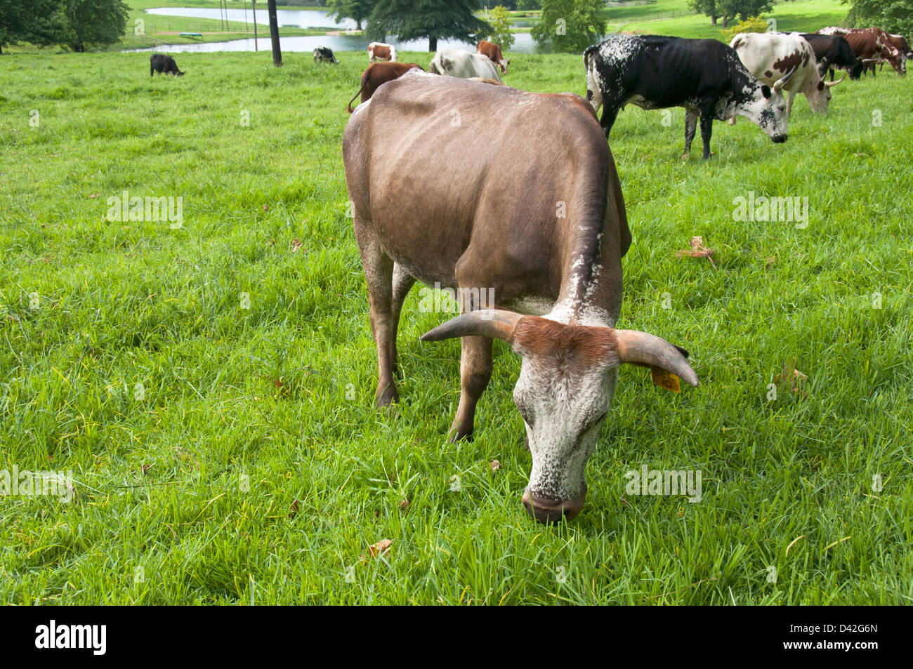 Nguni grazing in the field Stock Photo