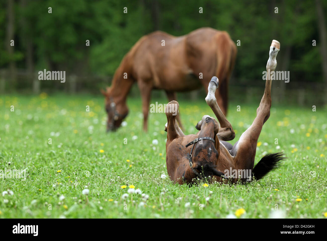 Görlsdorf, Germany, foal rolling on the pasture Stock Photo