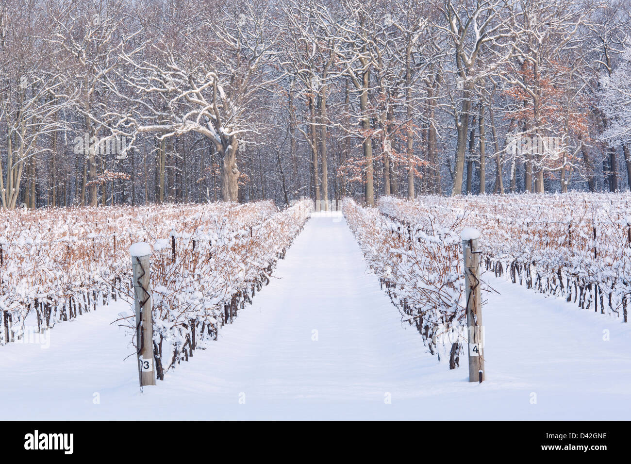 Canada,Ontario,Niagara-on-the-Lake, grape vineyard in winter Stock Photo