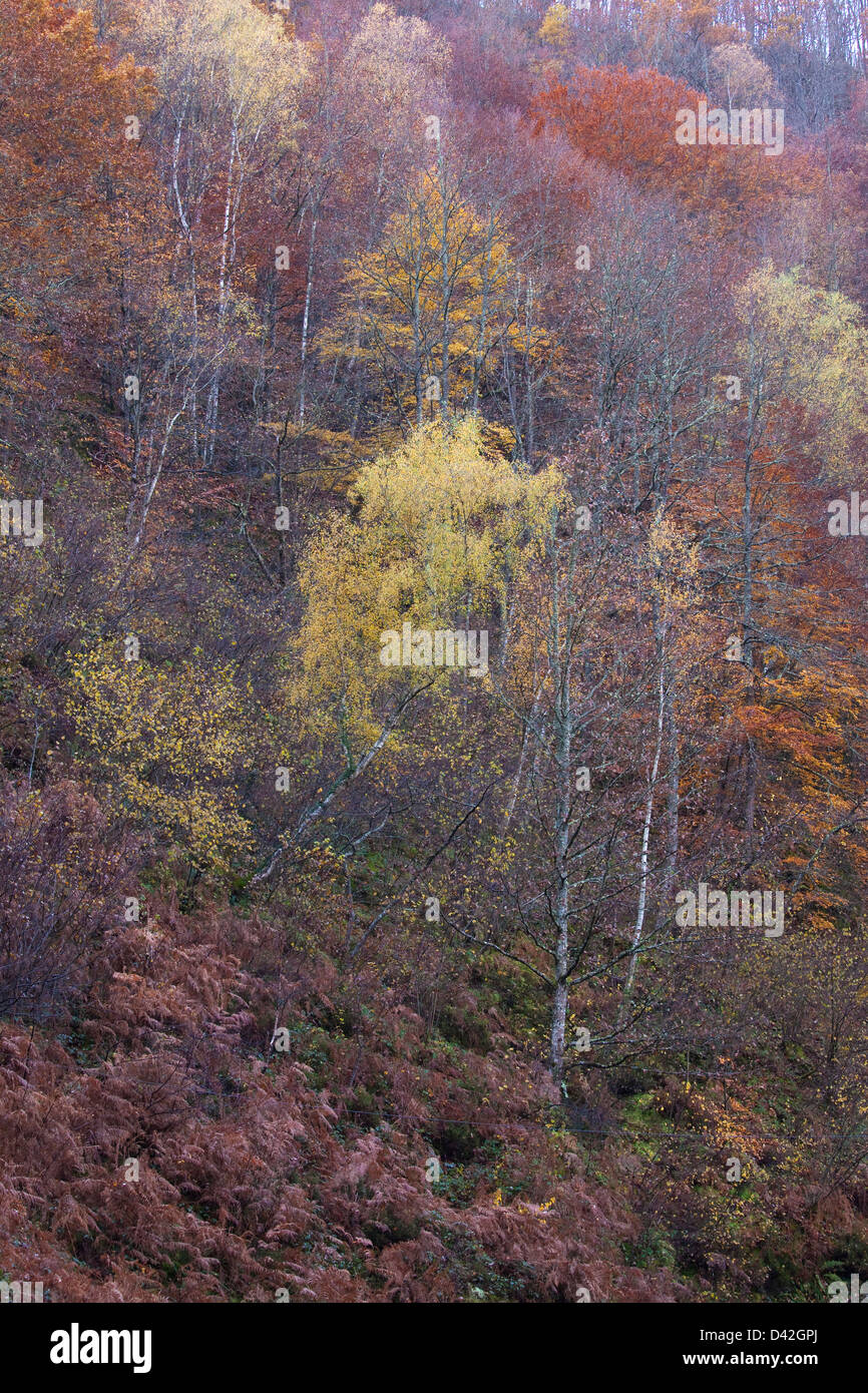 France, Ariege, slope with birches and beeches forest in autumn Stock Photo