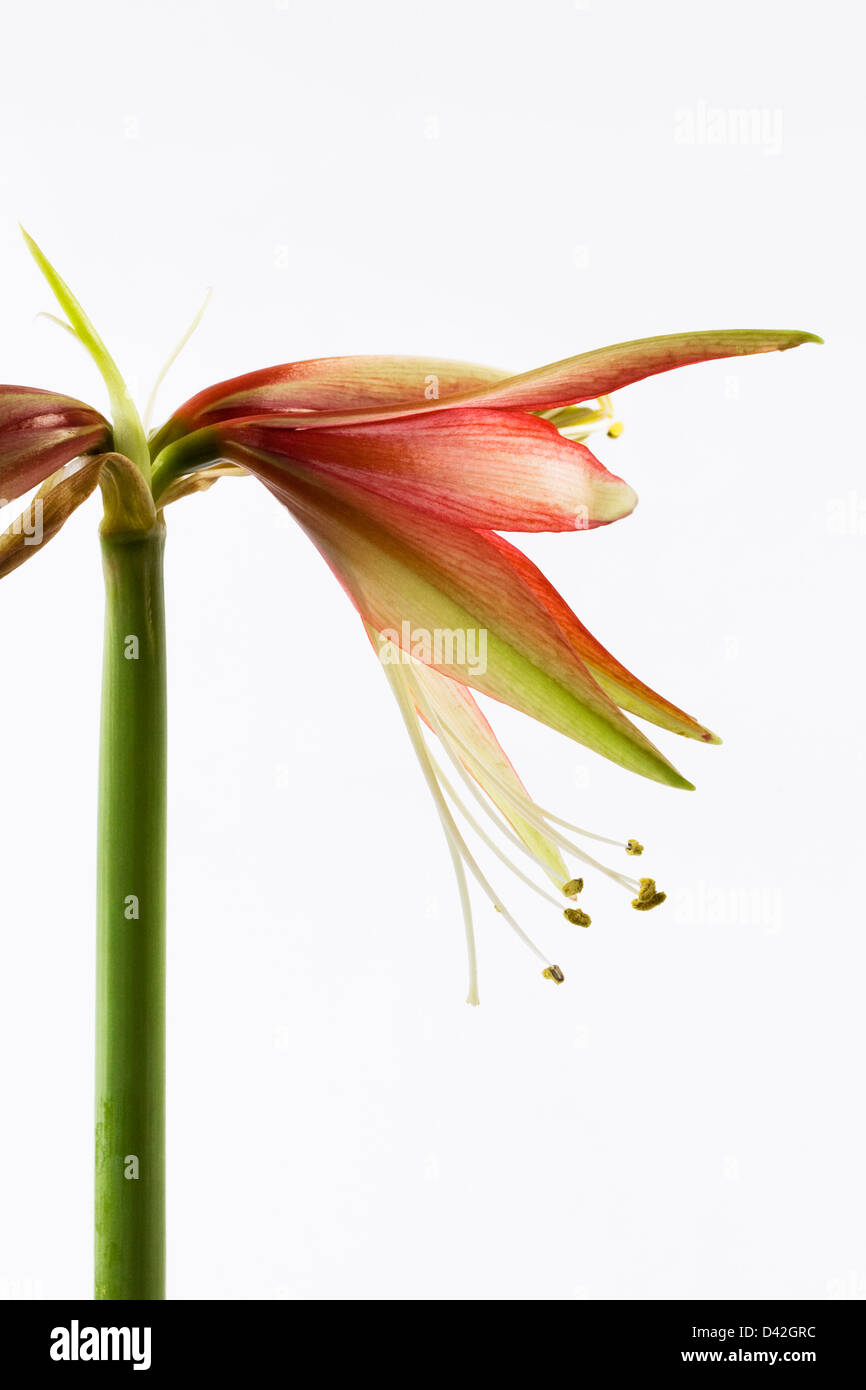 Hippeastrum 'Merengue'. Amaryllis flower 'Merengue'. Stock Photo