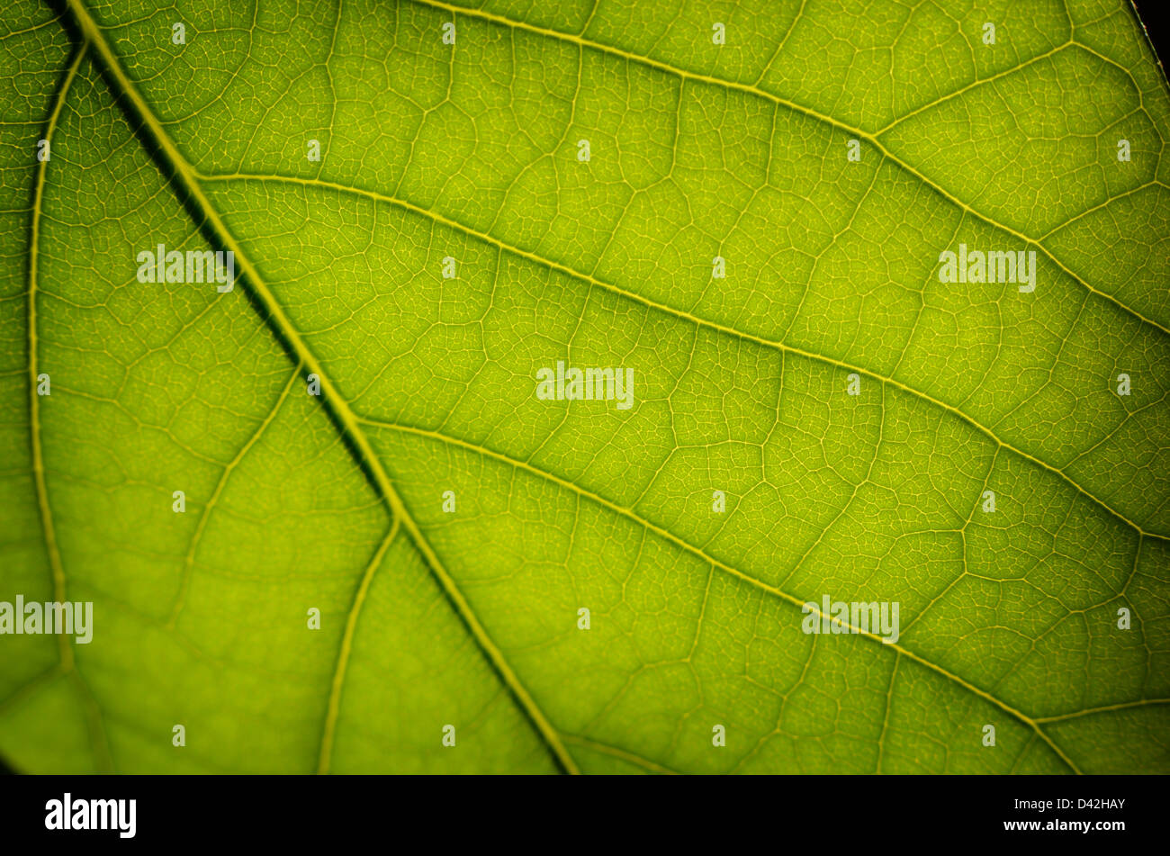 Green leaf surface texture macro closeup photo Stock Photo