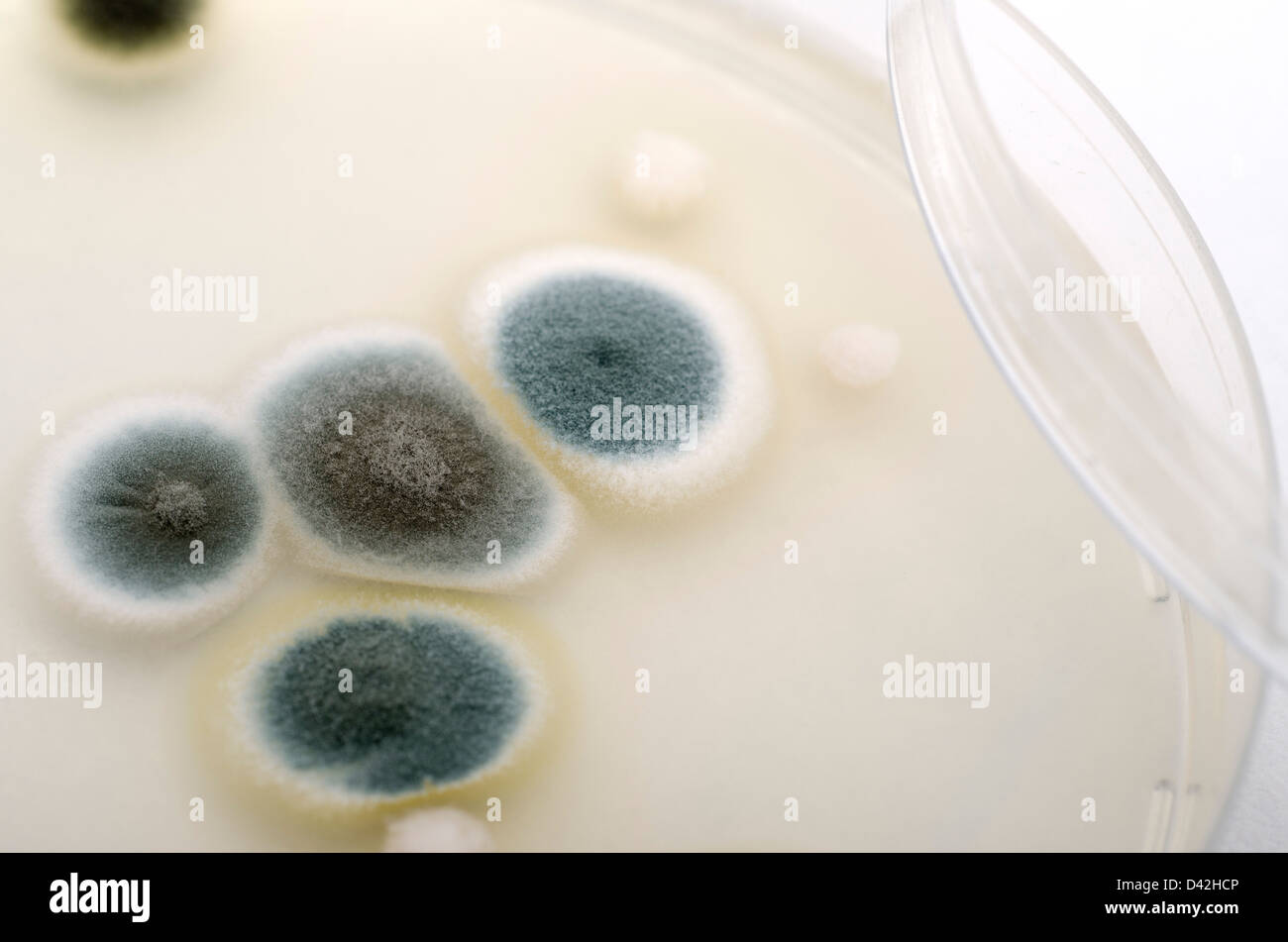 Petri dish with mold Stock Photo Alamy