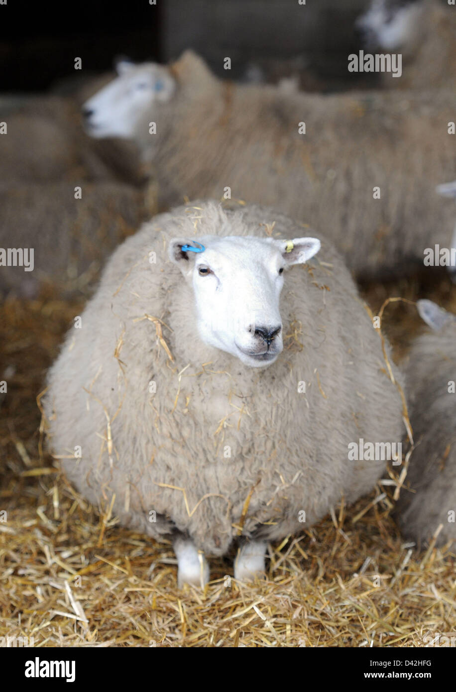 Pregnant sheep Stock Photo Alamy