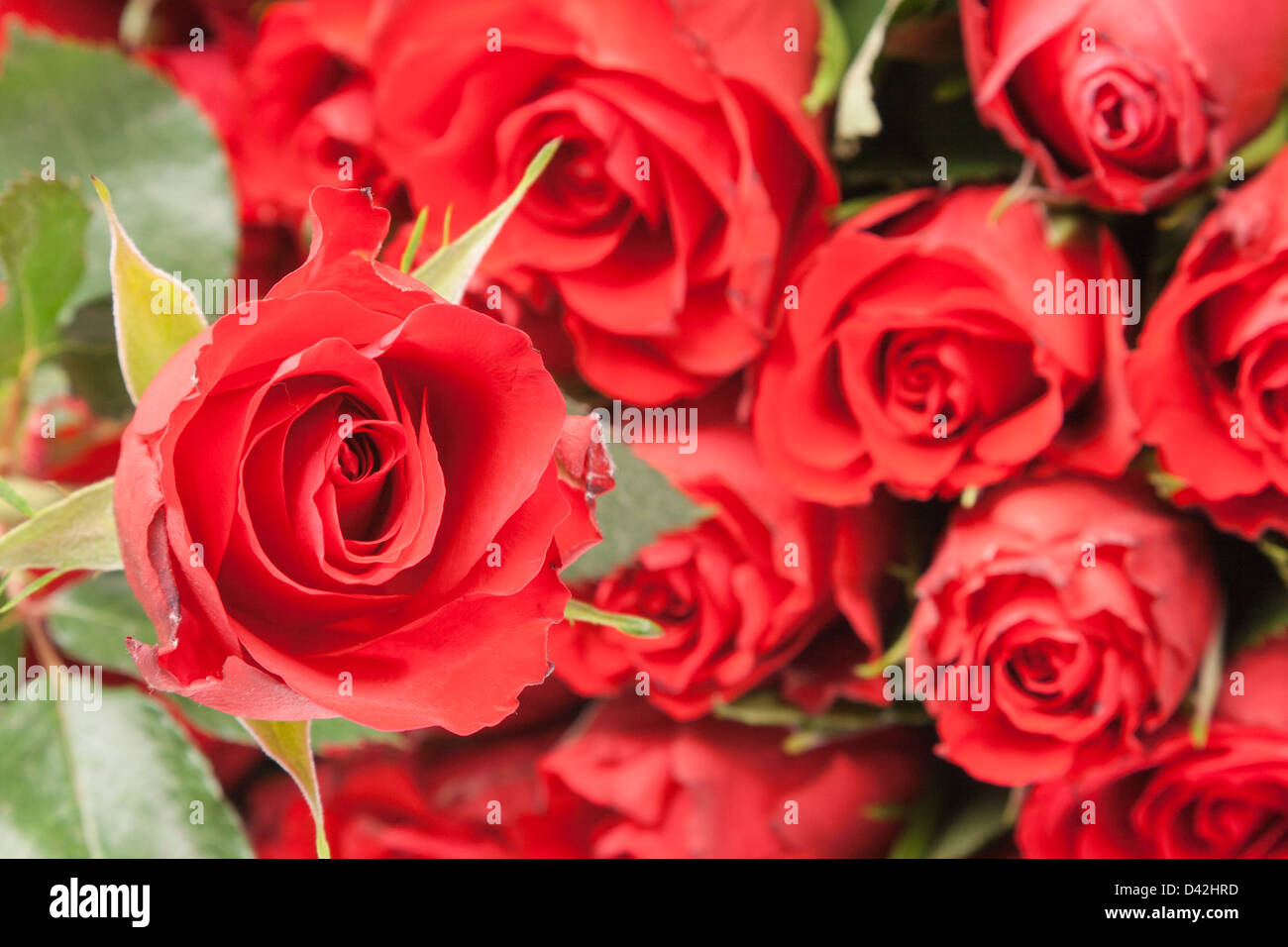 bouquet of red roses for romantic gift ore background Stock Photo - Alamy
