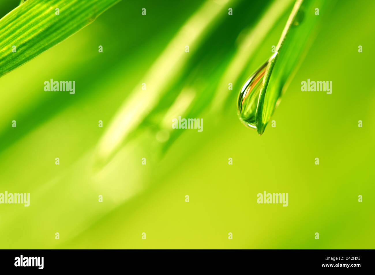 Waterdrop falling from grass blade Stock Photo Alamy