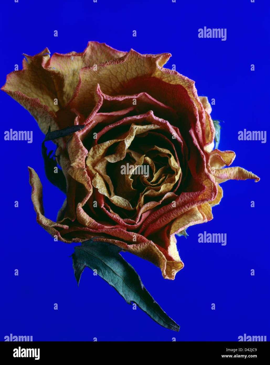 Still life dried rose petals, blue background Stock Photo - Alamy