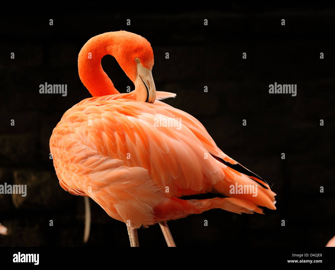 Leipzig, Germany, a flamingo cleans its feathers at the Leipzig Zoo Stock Photo
