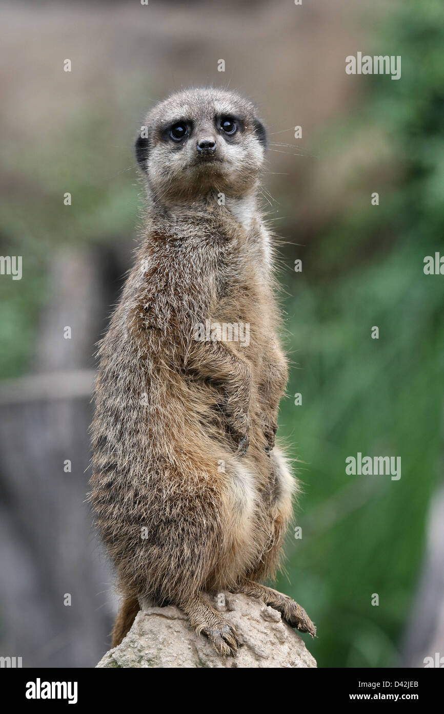 Leipzig, Germany, a Erdmaennchen at the guard at the Leipzig Zoo Stock Photo