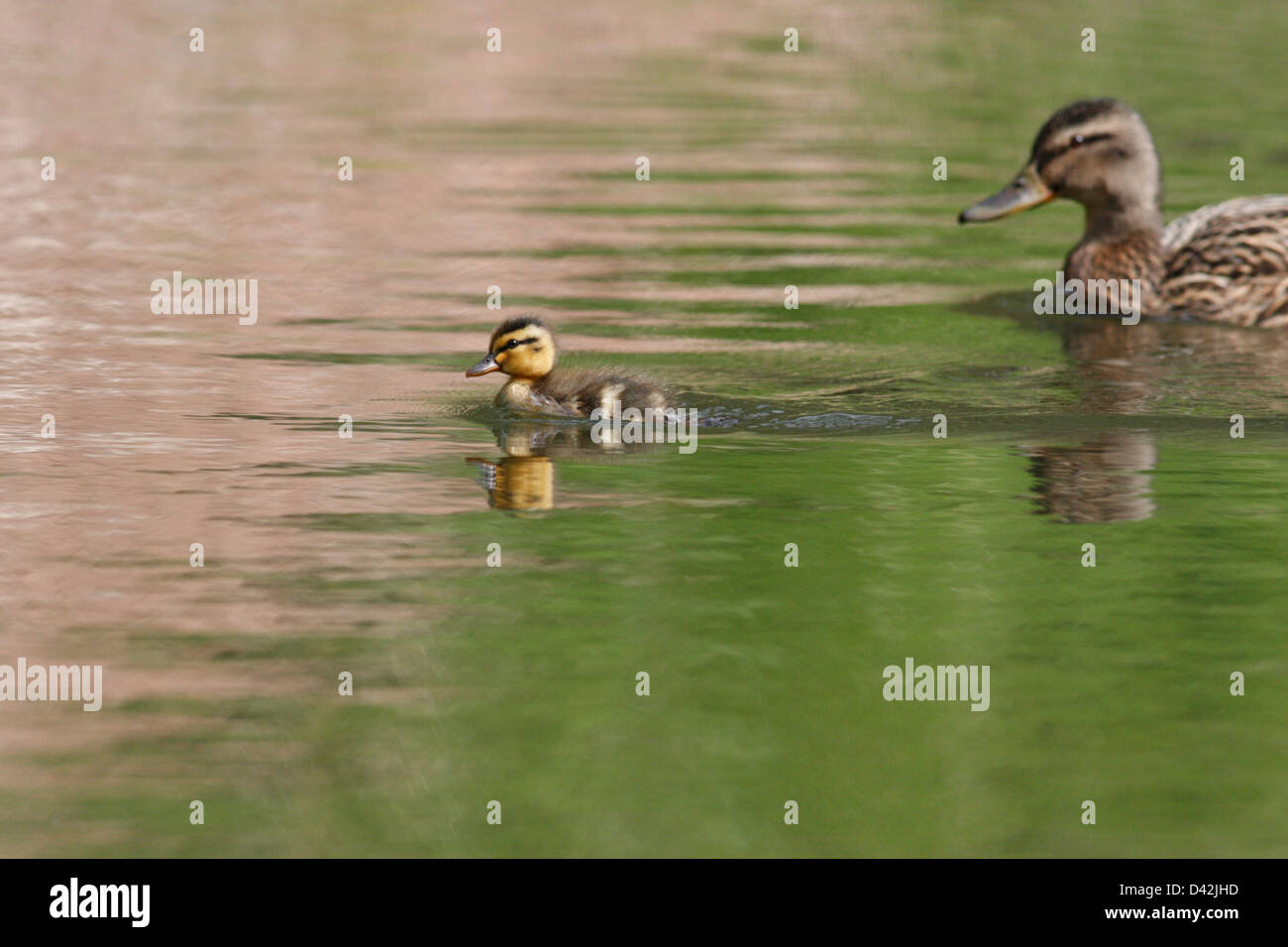 Female Mallard / Wild Duck (Anas platyrhynchos) with duckling in a pond, Fairy Glen, Black Isle, Scotland, UK Stock Photo