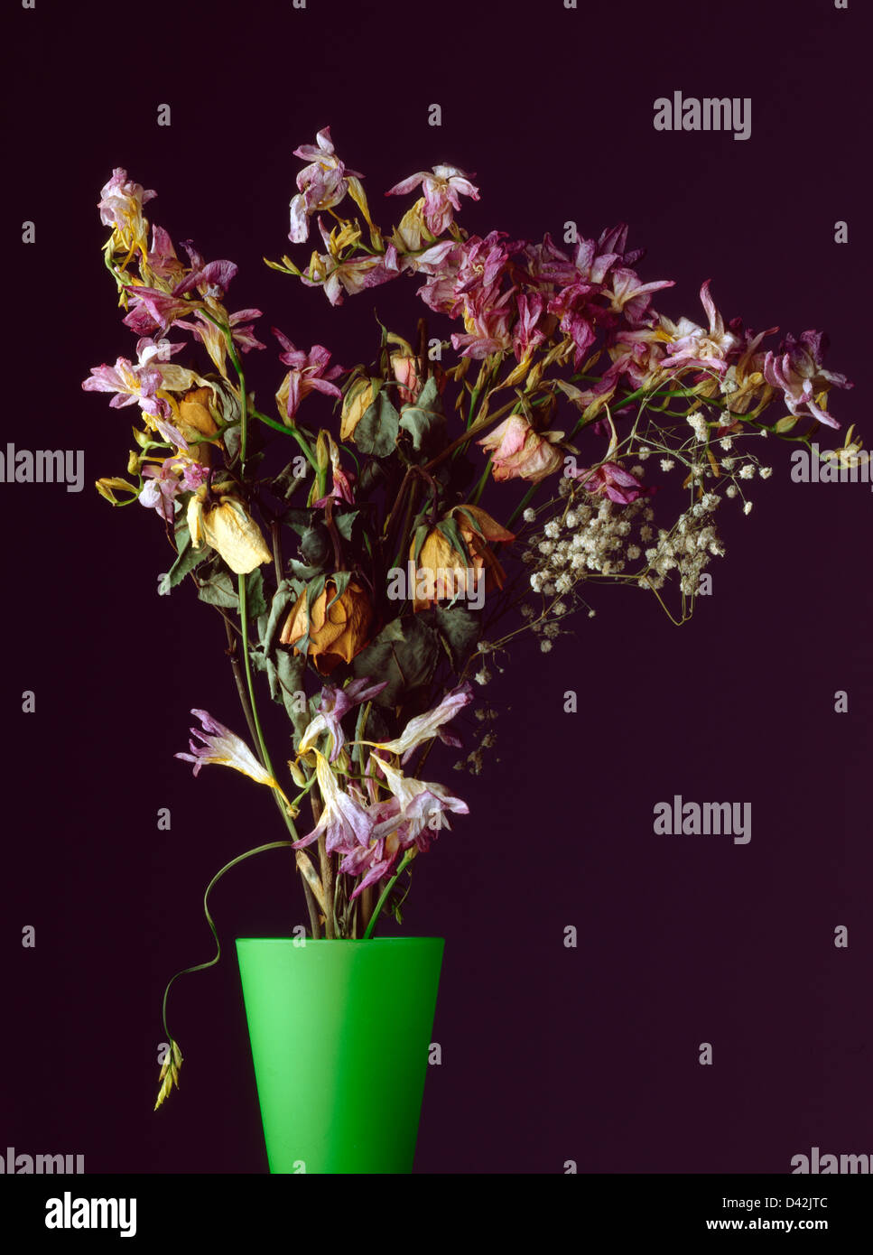 Still life dried flowers in vase Stock Photo - Alamy