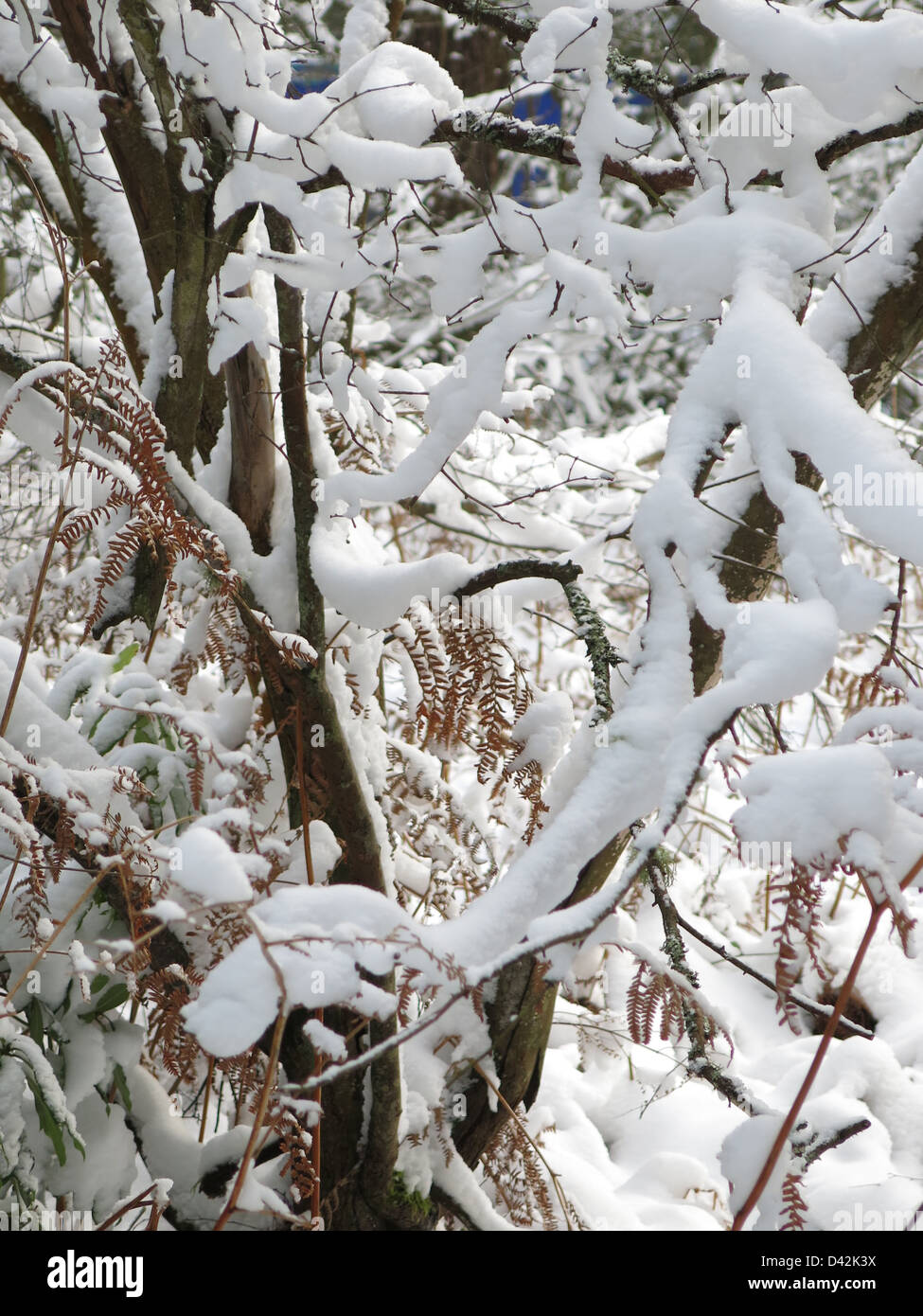Snow Covered Ferns, Jan 2013 Stock Photo