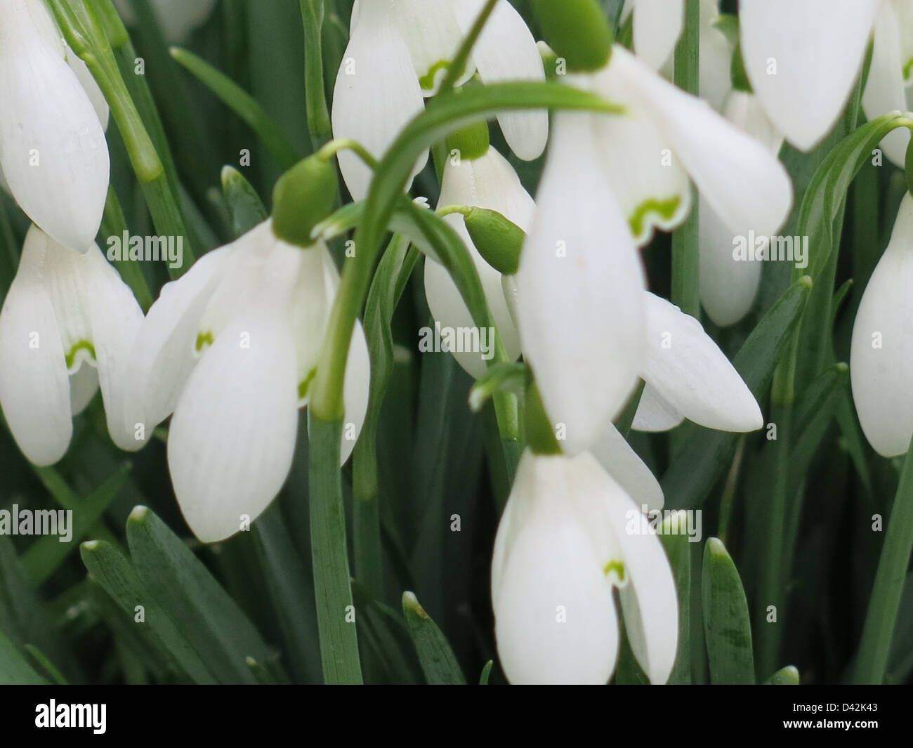 Winter Snowdrops by the River Wey in Elstead, Surrey. February 2013. Stock Photo
