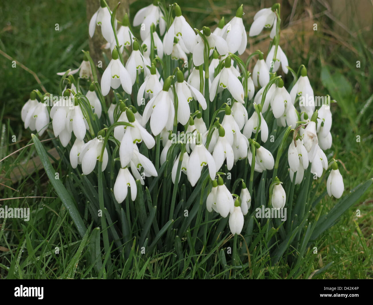Snowdrops in Elstead, Surrey. February 2013. Stock Photo