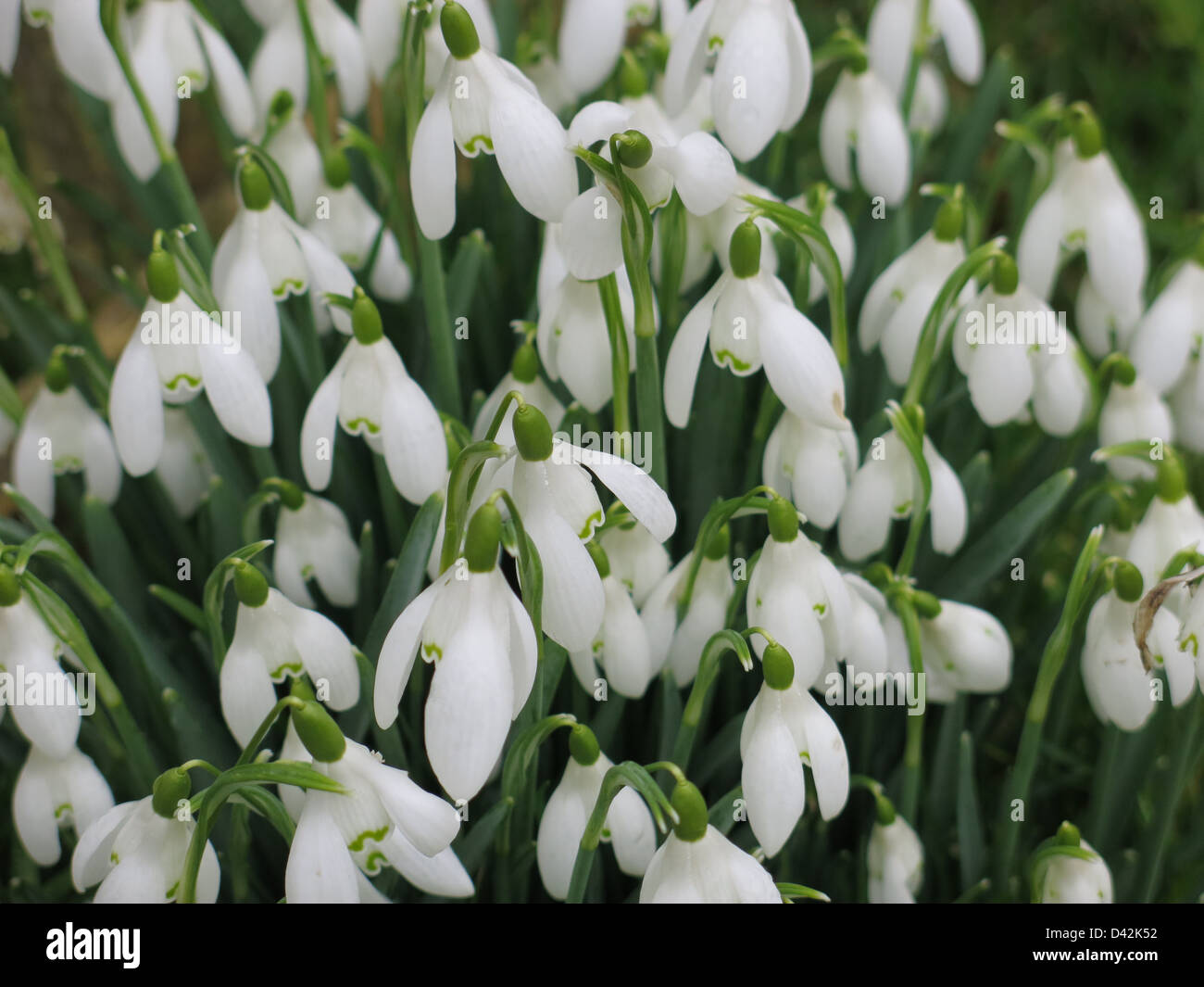 Spring Snowdrops in Elstead, Surrey. Stock Photo