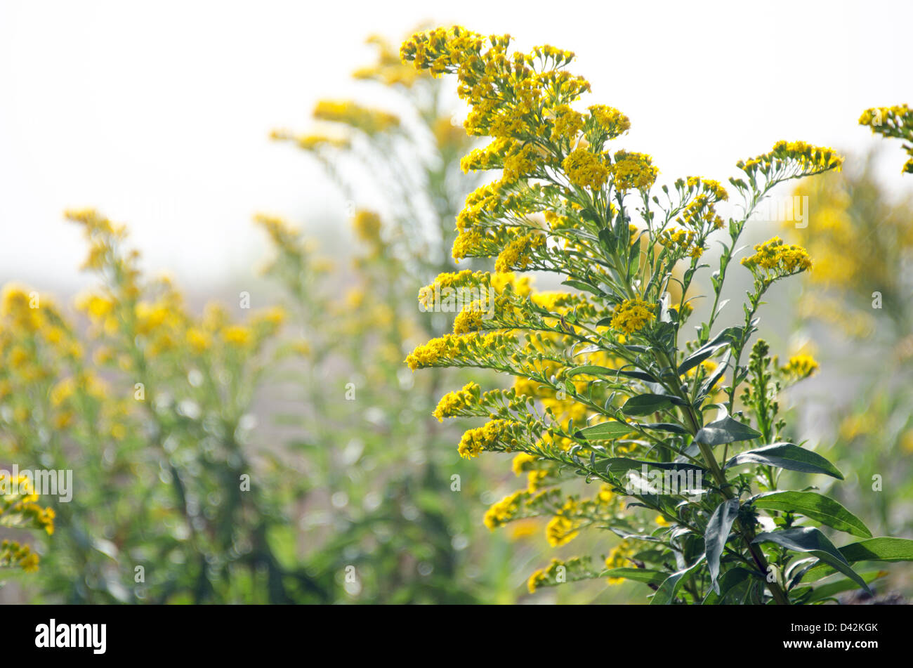 Seaside species hires stock photography and images Alamy