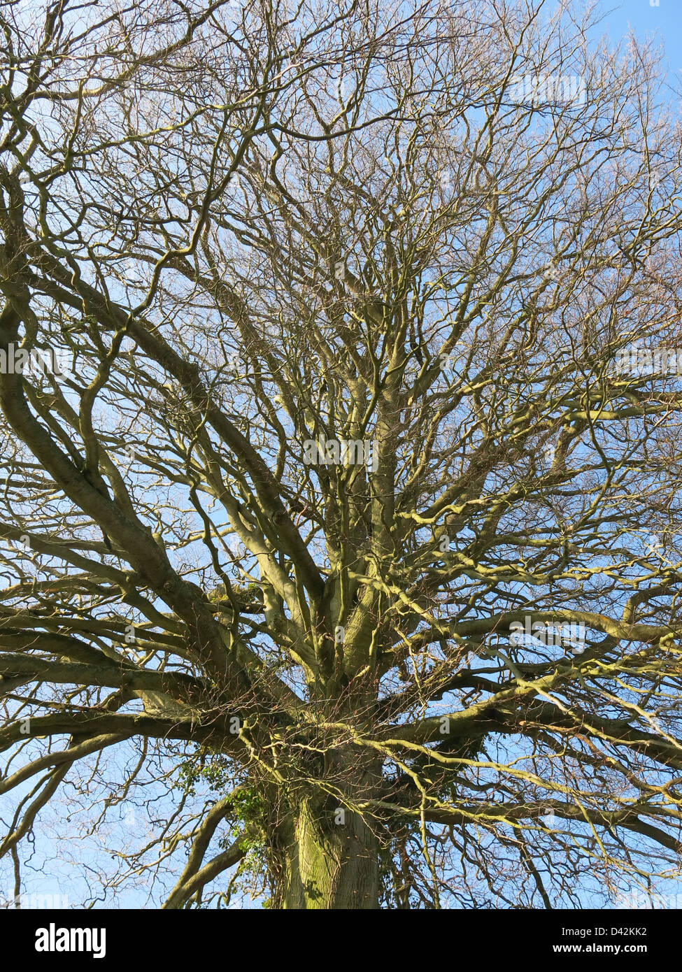Beech Tree in The Winter Stock Photo