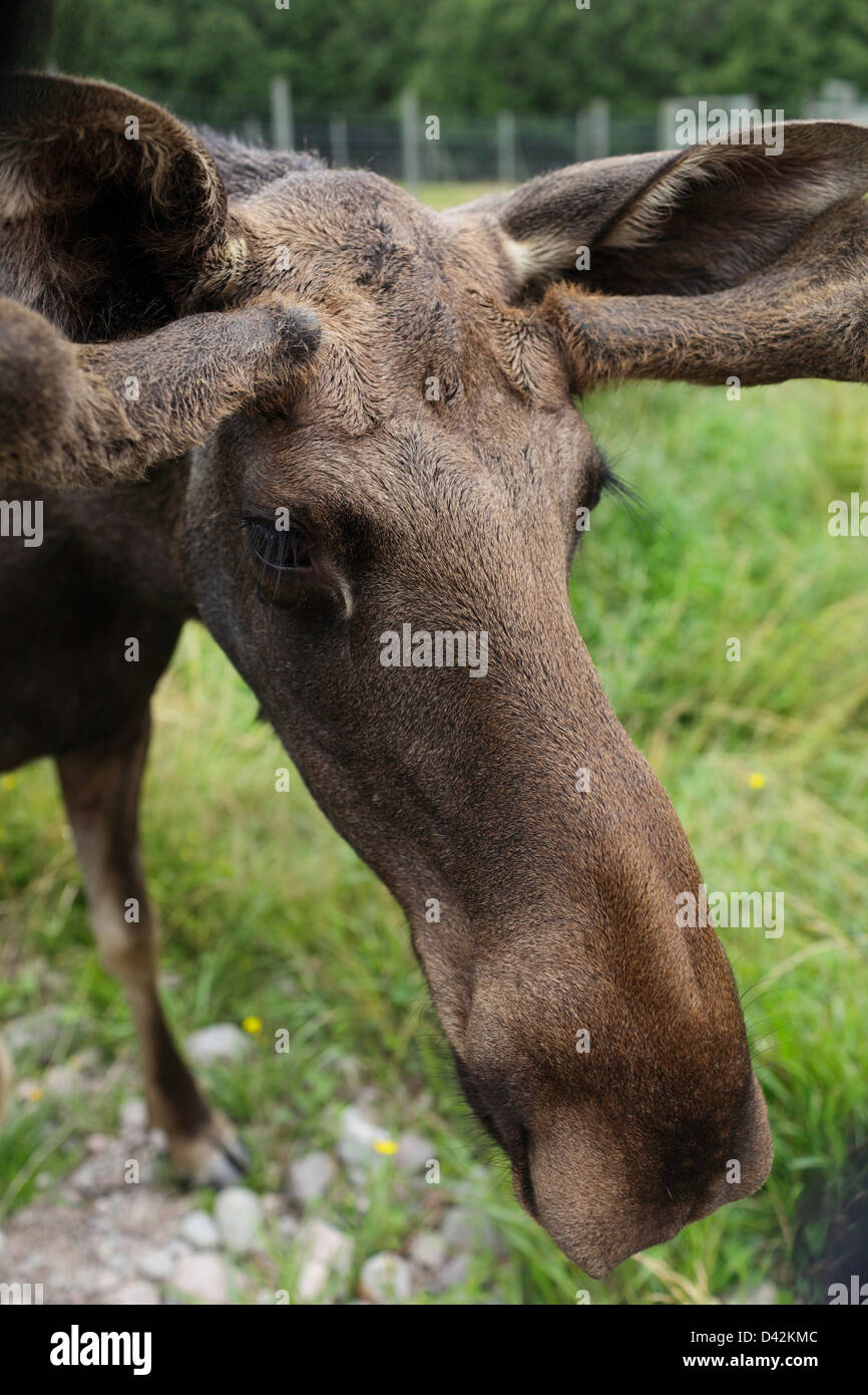 Kosta, Sweden, in a cow elk elk park Stock Photo