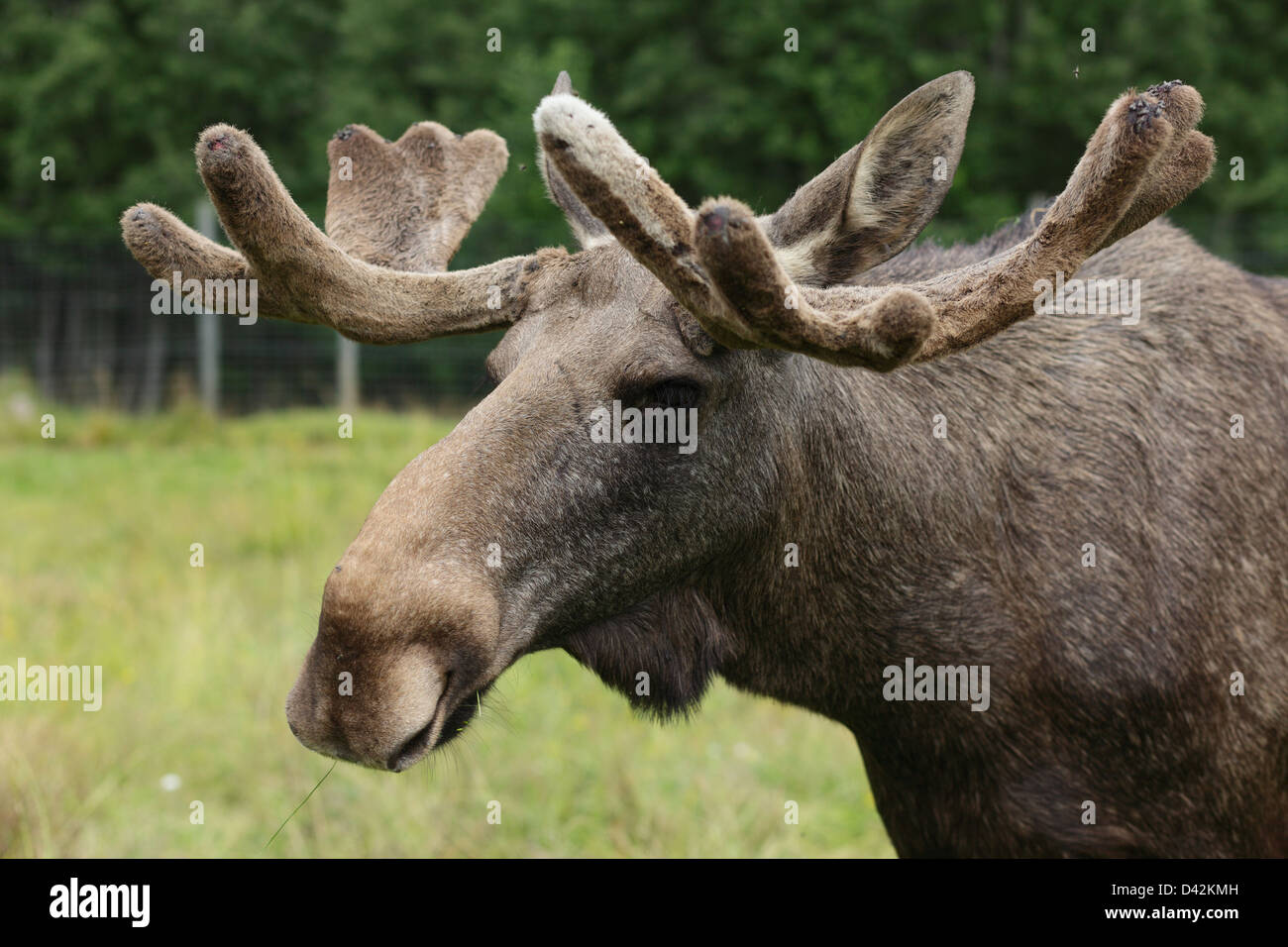 Kosta, Sweden, a moose in Elk Park Stock Photo