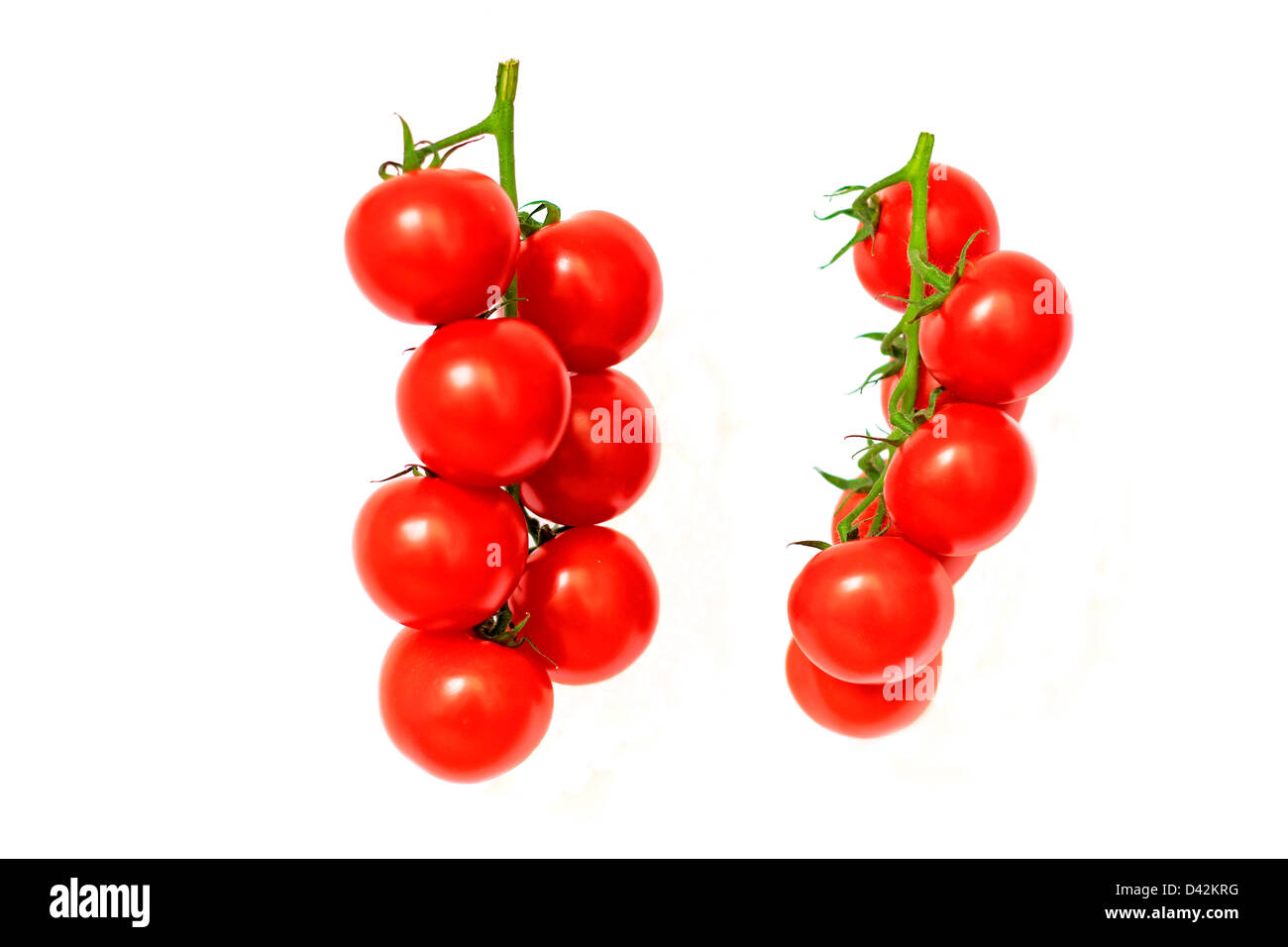 Two tomato vines isolated on white - front and side views Stock Photo