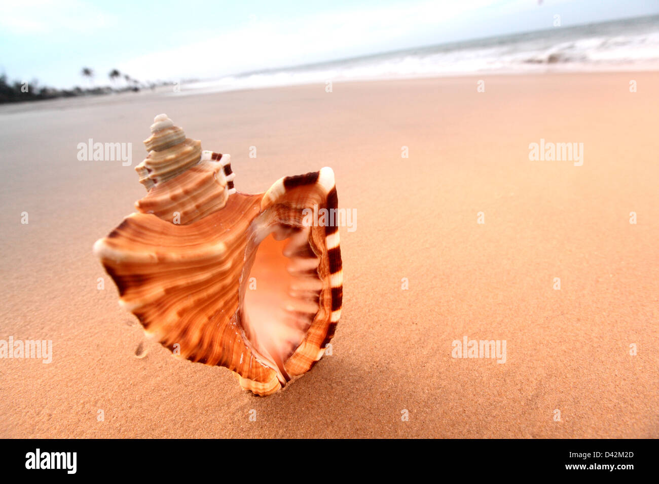 shell on sand under sunset sky Stock Photo - Alamy