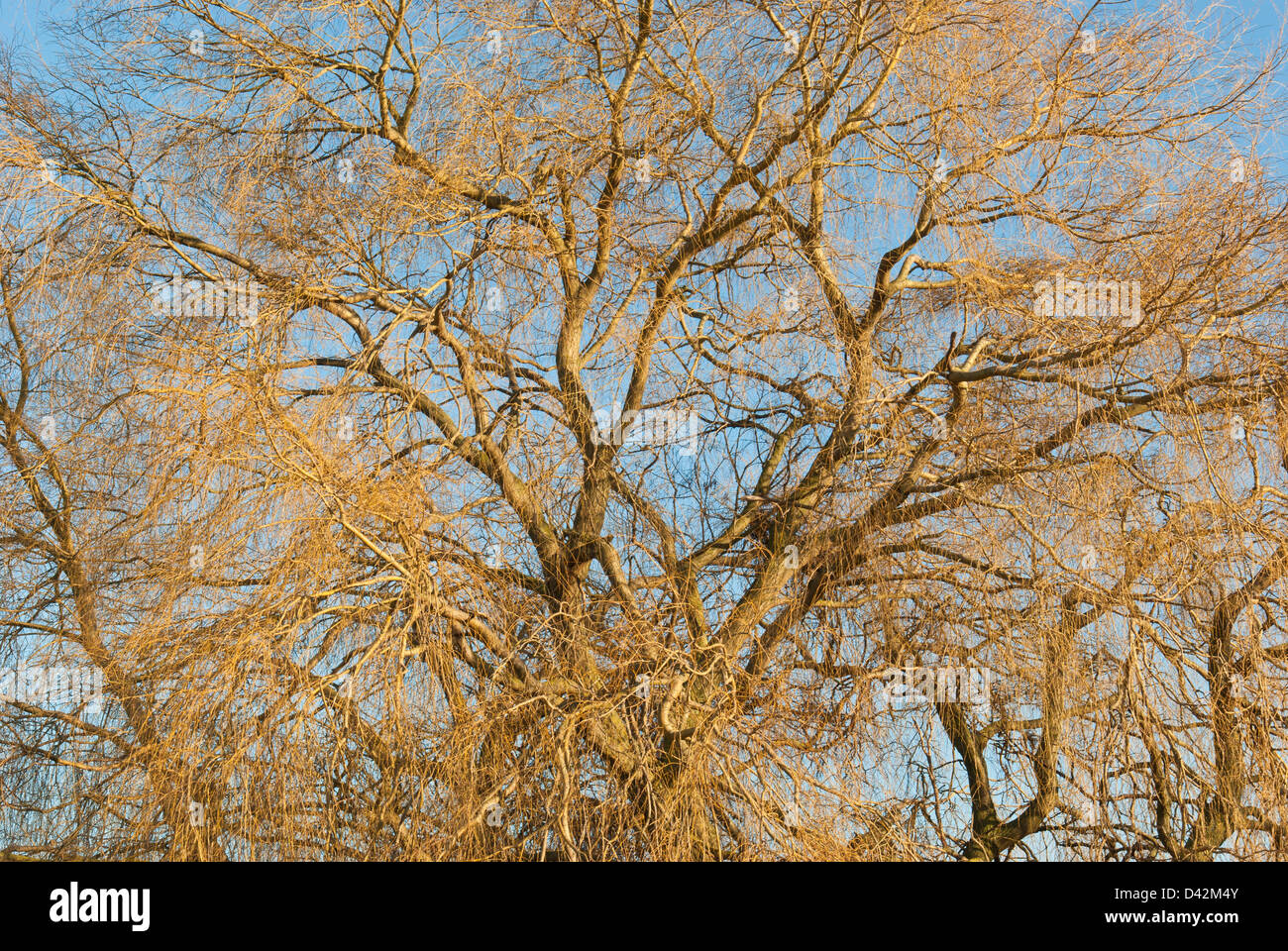 A mature Willow tree in mid Winter.  (Salix species ) Stock Photo