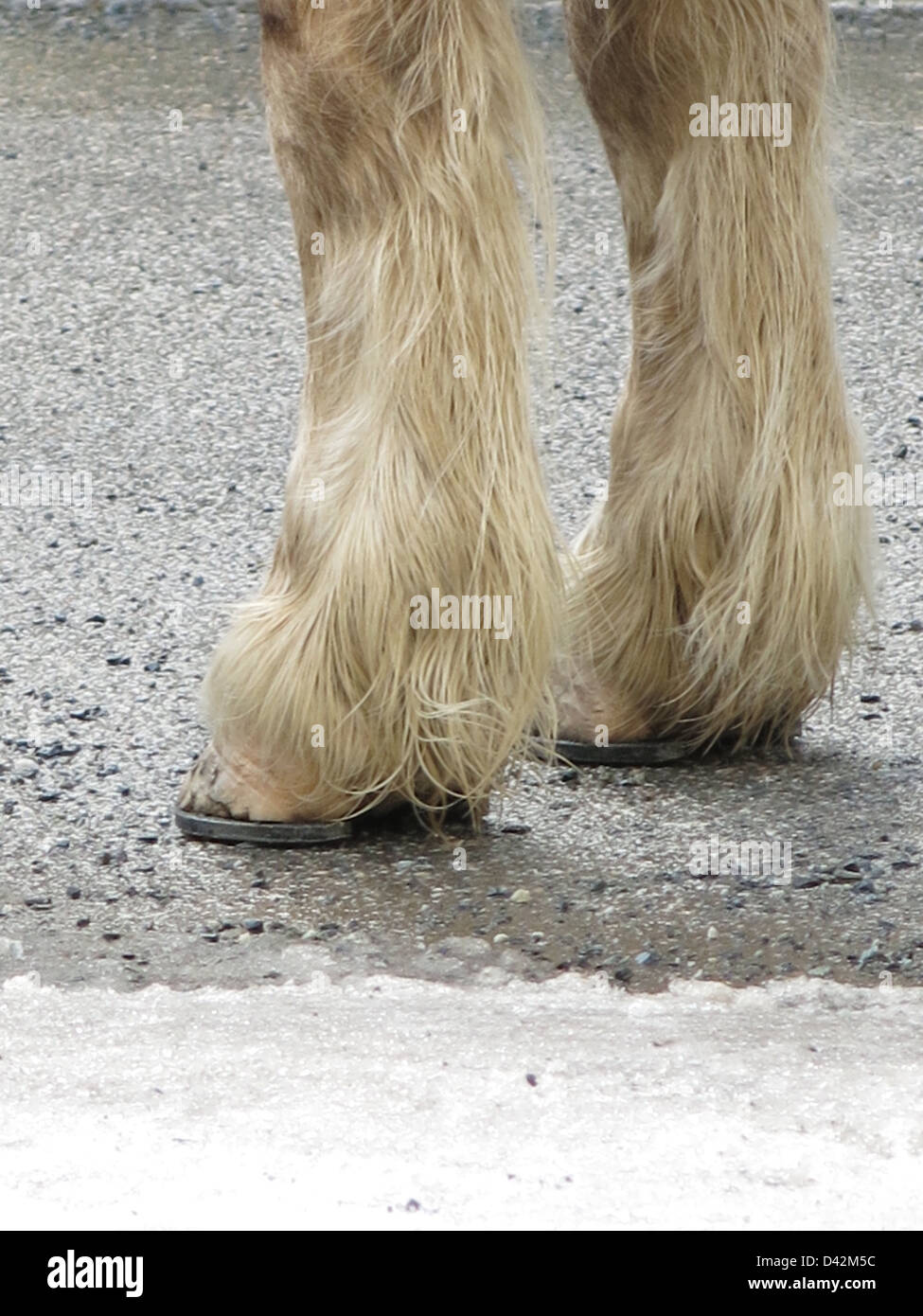 Working Horses Legs Dec 2012 Stock Photo