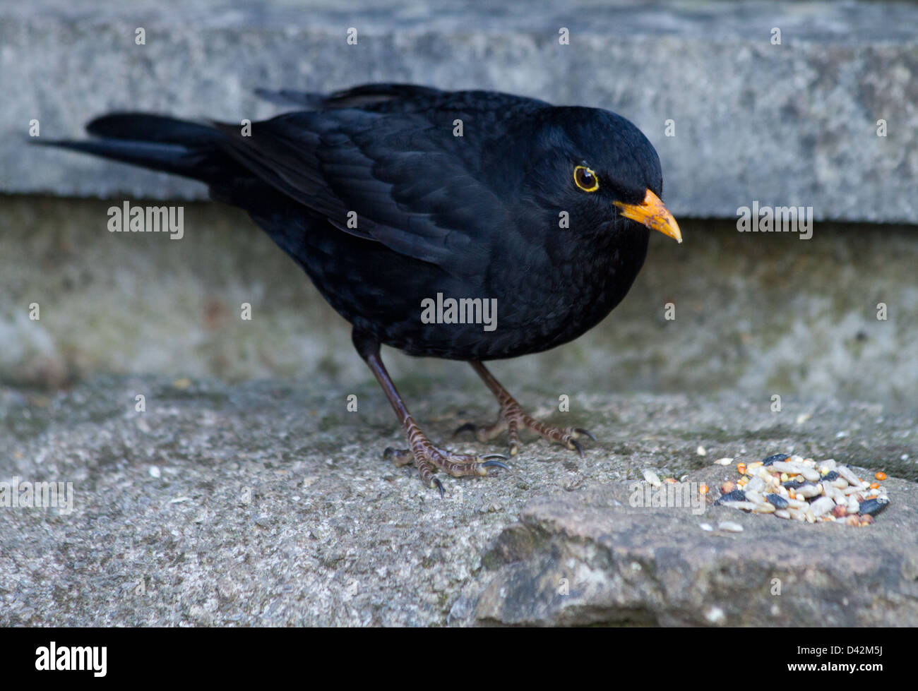 Male Blackbird eating seed Stock Photo Alamy